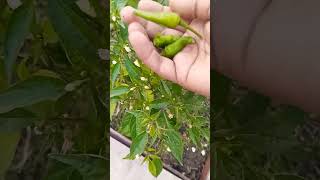 Mirach ke Plants ki care home gardening youtube shorts viralvideo [upl. by Ori115]