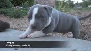 Blue Nose Pitbull Puppies [upl. by Neile813]