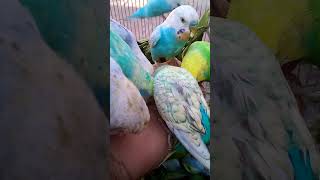 The Cutest Budgie Moments Pure Happiness in Feathers 💛😂 Shorts [upl. by Tabib]