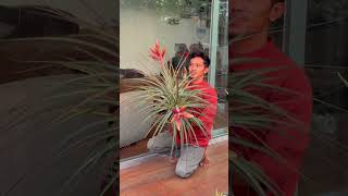 Tillandsia fasciculata [upl. by Yvette]