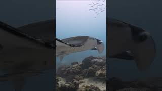 Massive manta ray glides past diver at German Channel Palau mantaray scubadiving fish [upl. by Wehtam]