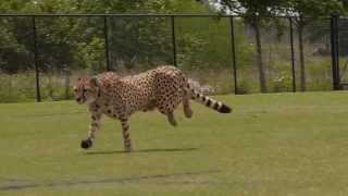 Cheetahs Running [upl. by Jacynth]