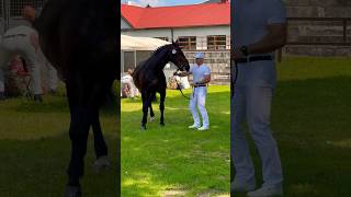 Champion pokazujeżdżenia konie jeździectwo pokazkoni targirolniczeagroshow2024 [upl. by Edny]