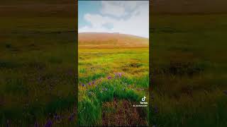 National Park deosai youtubeshots shortsvirus sultanazizvlogs [upl. by Keeley207]