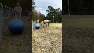 Ball Play Time For Foal Mystique [upl. by Imoin866]