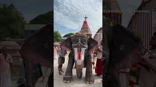 Lakshmi  elephant wildlife travel govinda tirumala whatsappstatus shorts [upl. by Layla]