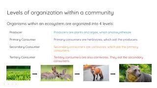 Interdependence and Competition in EcologyGSCE Biology [upl. by Elwood319]