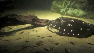 Behind the Scenes Freshwater Stingrays  California Academy of Sciences [upl. by Ahsla]