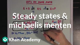 Steady states and the Michaelis Menten equation  Biomolecules  MCAT  Khan Academy [upl. by Nilloc]