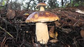 Boletus edulis Sonoma County California USA 2012 Dec 412 [upl. by Ayirp]