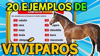 20 EJEMPLOS de Animales VIVÍPAROS I VIVÍPAROS [upl. by Convery]