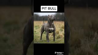 Top 5 best dog breed that you van getdogfypviralvideo [upl. by Notnarb311]