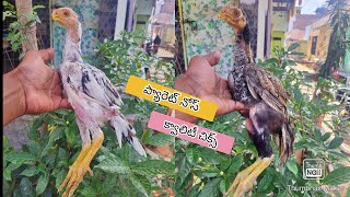 Parrot Beak Long Tail Chicks  8688668633  Rythu Market [upl. by Seto]