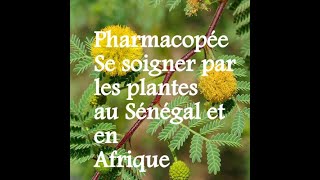 Pharmacopée comment se soigner par les plantes au Sénégal et en Afrique [upl. by Nnyre743]