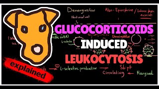 Mechanism of Glucocorticoidsinduced Leukocytosis Why WBC and neutrophils increase on Prednisolone [upl. by Carl731]