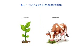 Autotrophs vs Heterotrophs  Differences  Class 10th NCERT  Science  Biology [upl. by Laban]