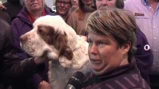 Crufts Clumber multi Ch Chervood Snowsun best of breed disqualified [upl. by Michaeu]