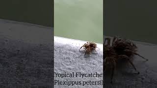 Wild Plexippus petersi in River Wonders Singapore spiders jumpingspider arachnids [upl. by Iraj]