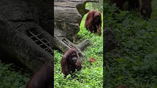 紅毛猩猩Bornean OrangutanTaipei Zoo [upl. by Aisek]