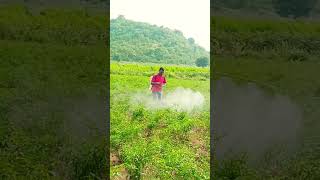 Mirchi Thota 2024🌲🌲🌲subscribe agriculture farming  viral video [upl. by Ynes]