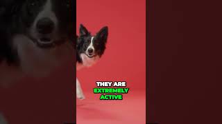 Border Collie  Not For Novice Dog Owners [upl. by Demahum]