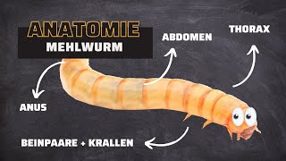 Mehlwurm Anatomie einfach erklärt [upl. by Stedmann]