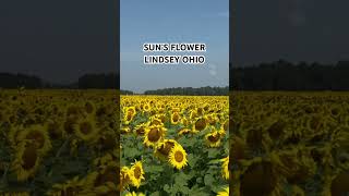 View of the Field While Riding on A Wagon50 Acres Of SunFlowers In Lindsey Ohio [upl. by Lucretia119]