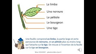 Vocabulaire sur les feuilles des arbres [upl. by Espy]