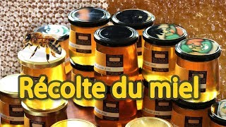 🍯 Récolte du miel toutes les étapes 🐝 [upl. by Garnette]