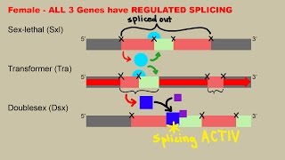 Drosophila Sex Determination  Including mRNA Splicing Explanation [upl. by Nileek]