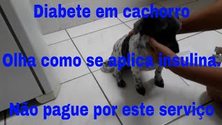 Como aplicar insulina em seu cachorro  faça você mesmo [upl. by Nomannic]