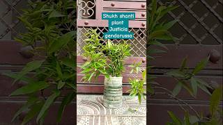 Shukh shantiJusticia gendarussa  plant terracekitchengarden nature homegardenbeautiful [upl. by Mollie]