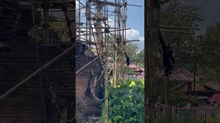 Gibbons Swinging Around on a Jungle Book Temple at Animal Kingdom [upl. by Just]