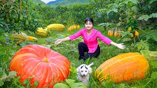 Harvest giant Pumpkins Watermelons Avocados  Cook amp Sell at the market  The Amazing Harvesting [upl. by Clardy]