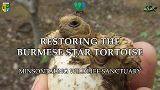 Restoring the Burmese Star Tortoise  Minsontaung Wildlife Sanctuary [upl. by Acinemod]