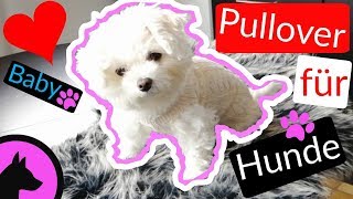 Pullover für Hunde in 3 Minuten selber machen So gehts  Tutorial  ByIri [upl. by Nadeau88]