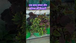 Coleus Varieties Everything You Need To Know [upl. by Gorrono]