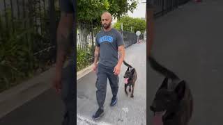 HOW TO GET THE PERFECT HEEL YOU CAN GET YOUR DOG TO WALK NEXT TO YOU LIKE THIS WITH THIS METHOD [upl. by Caines]