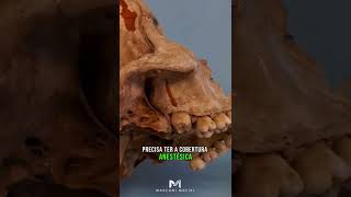 💀 Explorando a Anatomia Aplicada a Odontologia [upl. by Alaj]