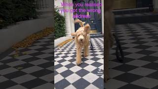 Labradoodle puppy got the wrong address London [upl. by Aidile56]