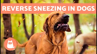 DOG is Making Sounds Like SNORTING 🐶 What Is REVERSE SNEEZING in DOGS [upl. by Mordy255]