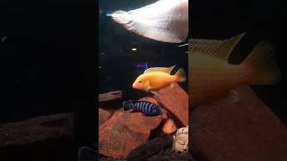 Mbuna malawi cichlid mbuna aquarium underwater paradise up fish [upl. by Ruperta]