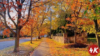 A Morning Walk  Canadian Neighbourhood in Beautiful Autumn  Sound for Sleep and Study [upl. by Niki721]