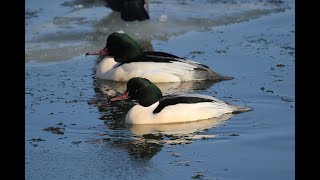 60 jaar Vogelwacht Delft  Kees Mostert [upl. by Yllus519]