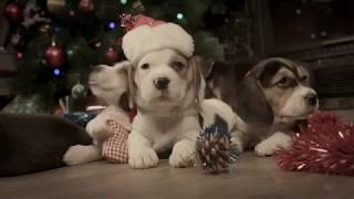 The Cutest Merry Christmas EVER  Beagle Puppies [upl. by Kwang]