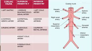 Abdominal aorta and its branches [upl. by Nuahsyt]