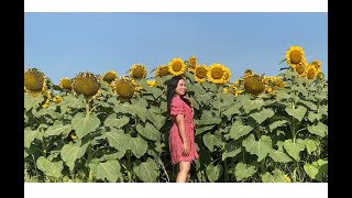 Sunflower Farm🌻 and Kenosee Superslides  Saskatchewan Canada 🇨🇦  It’s Ligaya [upl. by Mommy]