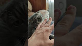 Cattish Touch ID mood cat catlover funnycat animals funny [upl. by Ettelrats]