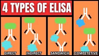 4 Types of ELISA Direct Indirect Sandwich Competitive [upl. by Ayim]