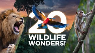 Duniya Ke Top 20 Adbhut Wildlife Wonders Top 20 Unique Wildlife Destinations Around the World [upl. by Huldah]